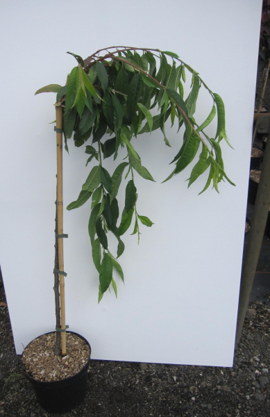 Hochstamm Zierpfirsich Melred Weeping CAC 1